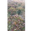 浙江嘉興紅葉石楠球 80公分