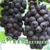 長期批發供應夏黑無核葡萄 品質保證 果大味甜脆 品種全 量大從優
