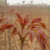 供應百萬株菜椿樹苗價格 哪里有賣入棚菜椿苗多少錢一棵 香椿苗