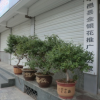 種植優質四季金銀花大樹