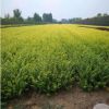 綠化苗金葉女貞樹苗庭院綠化小區(qū)園林綠化樹苗 四季常青庭院植物