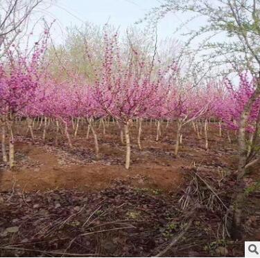 四季庭院綠化苗木 滿條紅紫荊樹(shù)苗 紫荊花樹(shù)苗 庭院綠化地被植物