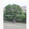 批發(fā)價直銷蒙古櫟 優(yōu)良品種蒙古櫟