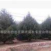 批發價供應大量白皮松 根系發達白皮松 工程綠化用白皮松