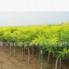 優質黃金槐種植熱賣各種規格黃金槐 量大從優 優質黃金槐