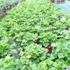 四季開花 重瓣 天竺葵花苗 室內桌面盆栽 陽臺花卉植物 園林苗木