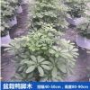 鴨腳木 花葉 鵝掌柴 中型租擺盆栽批發 園林工程花木