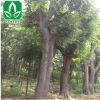 苗木基地供應園林綠化苗三角楓小苗 優(yōu)質三角楓批發(fā) 成活率高