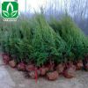 檜柏批發(fā)花卉林木綠化 檜柏 側柏 市政園林 工程綠化 苗木植物