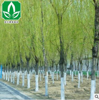 基地供應綠化苗木垂柳 護坡 垂柳樹苗 綠化工程 庭院專用