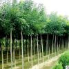 產(chǎn)地直銷臭椿樹苗 低價供應(yīng)3-20cm臭椿苗 行道樹 規(guī)格齊全易成活