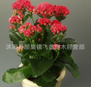 批發桌面花卉植物長壽花 四季盆栽花卉長壽花優質盆栽品種齊全