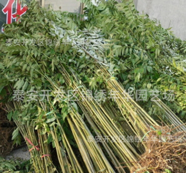 矮化香椿苗 泰安錦繡年華 成活率高 喜溫耐寒 當年苗 優質香椿苗