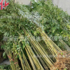 矮化香椿苗 泰安錦繡年華 成活率高 喜溫耐寒 當年苗 優質香椿苗