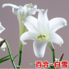 香水百合花種球 綠植盆栽花卉 種子百合花苗套餐帶芽發(fā)貨