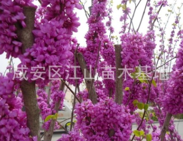 紫荊花樹苗批發50-100cm，紫薇小苗包郵綠化苗木滿條紅