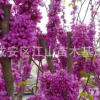 紫荊花樹苗批發50-100cm，紫薇小苗包郵綠化苗木滿條紅