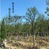 綠化工程 合歡樹銷售 行道樹 規格齊