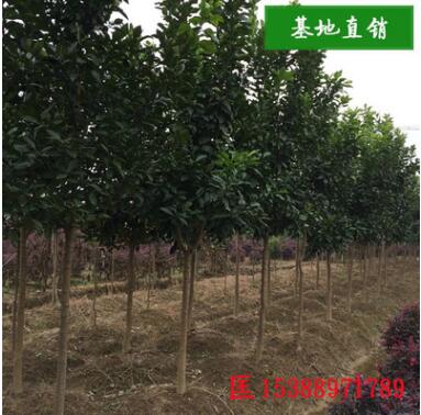 各種規(guī)格的全冠香泡 移栽骨架香泡 叢生香泡 柚子樹(shù)