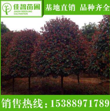 批發(fā)工程綠化紅葉石楠 紅葉石楠樹(shù)苗 高桿道路紅葉石楠樹(shù)苗