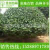 基地直銷批發(fā)茶花苗木盆景 市政園林工程綠化茶花苗 綠植山茶花樹