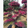 供應【 紅花繼木樁 】多年精品造型,別墅風景樹，花開紅色