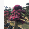 供應【 紅花繼木樁 】多年精品造型,別墅風景樹，花開紅色