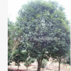 供應【 桂花 茶花 造型羅漢松】 蓬徑300-500