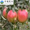 批發果樹苗 突尼斯軟籽石榴樹苗 甜石榴苗 優質品種石榴小苗
