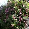 出售 爬藤多花 薔薇花苗 庭院植物 爬藤植物薔薇苗 量大優(yōu)惠