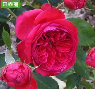 紅色達芬奇月季紅色月季苗圃花卉批發公園庭院綠植批發
