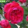 紅色達芬奇月季紅色月季苗圃花卉批發公園庭院綠植批發