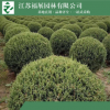 批發(fā)檜柏苗 常綠植物檜柏球 濕地綠化檜柏樹苗 綠化苗木