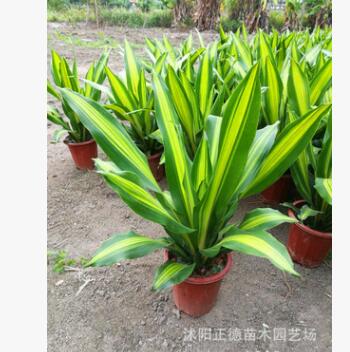 室內盆栽植物 觀賞花卉盆景 金邊巴西鐵盆栽