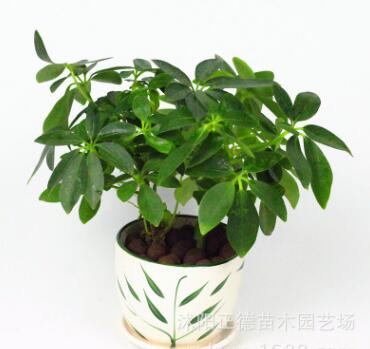 鴨腳木盆栽 栽好發(fā)貨 辦公室盆栽植物 四季常青綠植