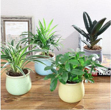 花卉植物室內 辦公室綠植花卉盆栽批發