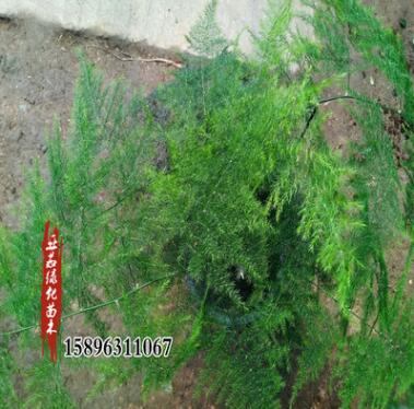 苗圃批發(fā)文竹盆栽苗可水培文竹客廳陽(yáng)臺(tái)辦公室觀葉綠植盆景苗