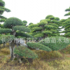 榆樹古樁 15-20-30-50-60cm造型榆樹 精品榆樹盆景 樹形優(yōu)美