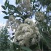 花楸樹觀賞用苗出售 綠化工程用苗出售花楸樹苗 基地直發
