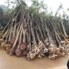 12公分征收占地切桿桂花樹小骨架處理苗木量大價(jià)優(yōu)適合賠償高