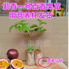 廣西 百香果苗 雞蛋果 紫香一號百香果苗(西番蓮) 種植當年結果