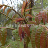 香椿苗批發(fā)嫁接紅油香椿果樹苗 庭院盆栽紅芽香椿樹苗 當(dāng)年結(jié)果