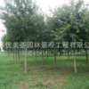 五角楓樹苗批發(fā)工程綠化苗木行道庭蔭樹 園林精品盆景 五角槭苗