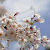 綠化苗 日本櫻花樹苗 早晚櫻庭院花卉 春季花卉