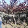 密枝紅葉李樹3-5公分 紅葉李樹 密枝紅葉李容器苗