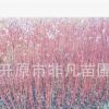 供應紅瑞木播種小苗 紅瑞木工程苗