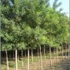 河北保定基地專供國槐樹 樹苗 工程苗 數量巨大
