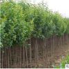綠化苗木行道樹(shù)景觀高桿大葉女貞樹(shù)苗金葉女貞小苗小葉樹(shù)苗批發(fā)