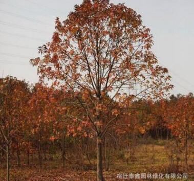 楓香樹(shù)苗批發(fā)道路風(fēng)景樹(shù) 園林工程綠化苗木北美楓香苗樹(shù)形優(yōu)美