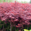 基地出售優質彩葉樹，紅楓，日本紅楓，規格3-15，量大優惠